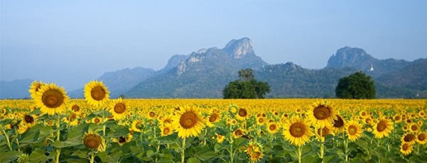 Lopburi Sunflower Field