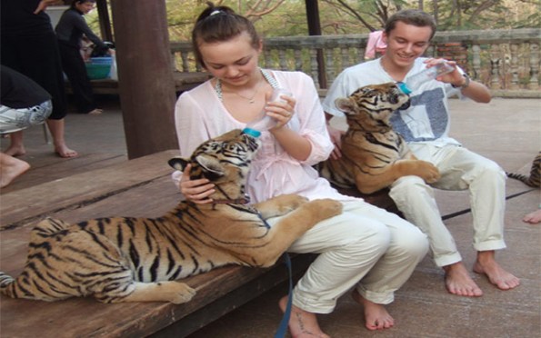 Tiger Temple