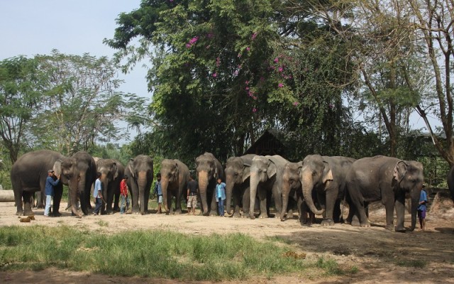 Elephant Village Pattaya