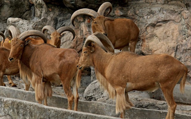 Khao Kheow Open Zoo with Sanctuary of Truth Option