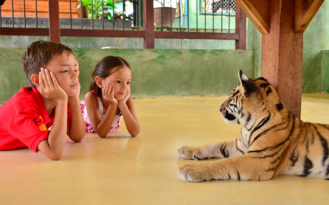 Tiger Kingdom, Phuket