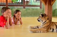 Tiger Kingdom Phuket