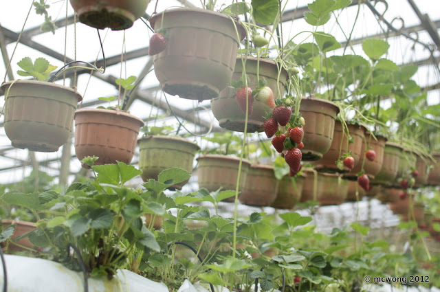 Strawberry farm in Cameron Highlands