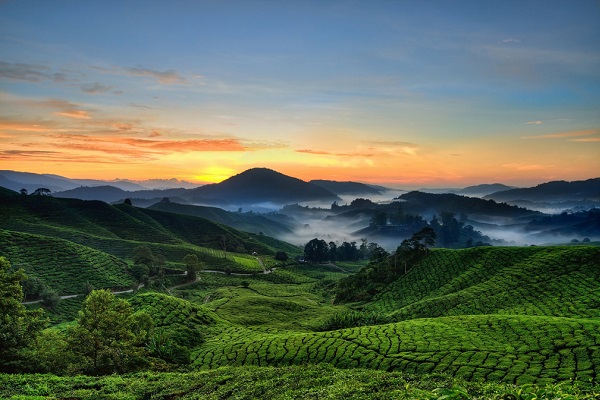 Cameron Highlands