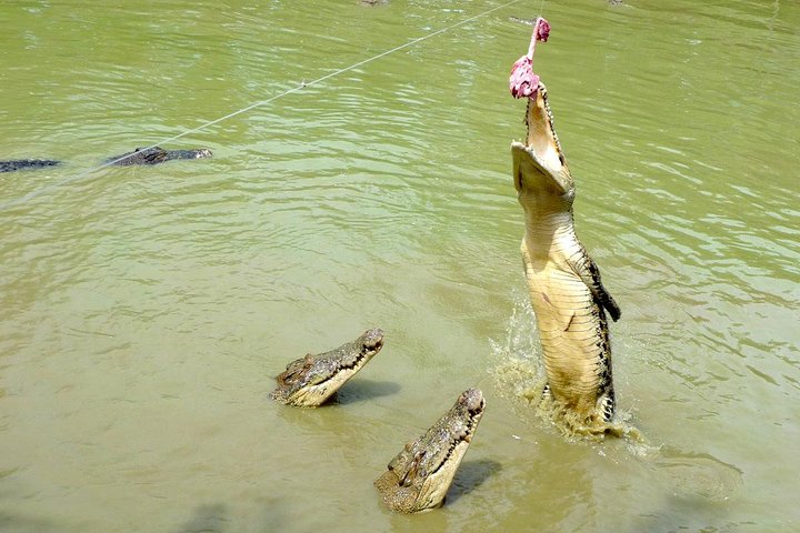 Sarawak Tour Jong Crocodile Farm