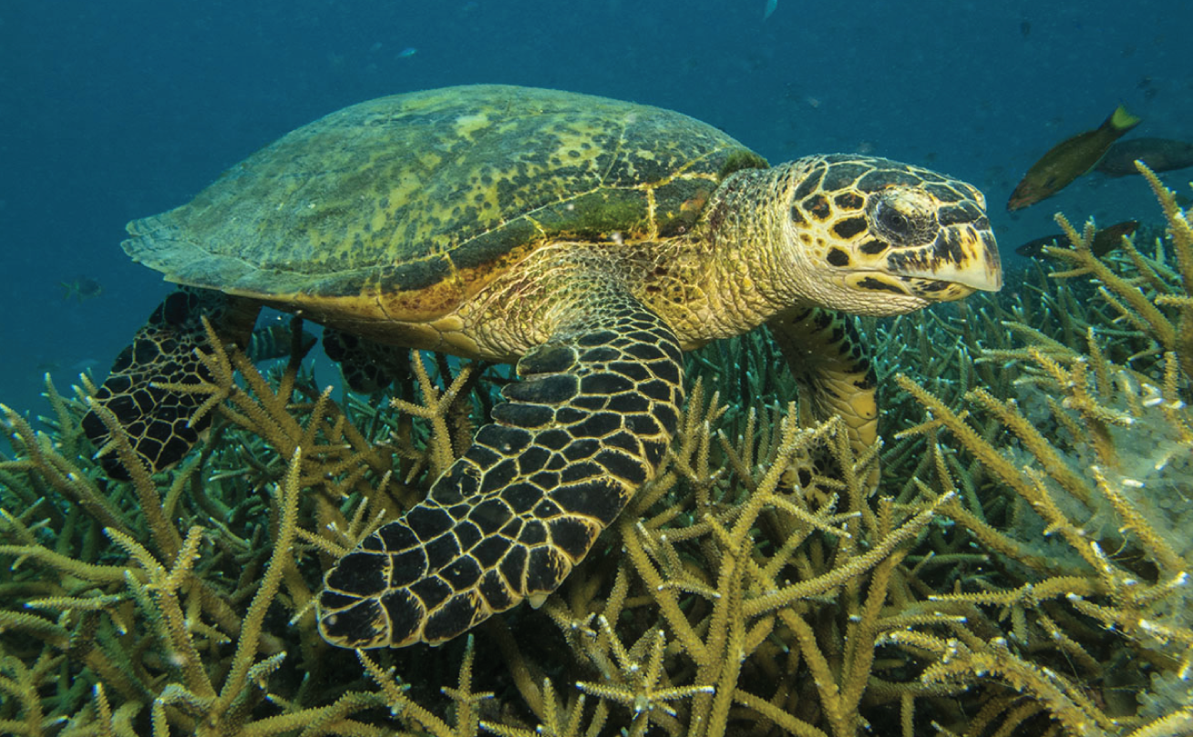 tioman island turtle snorkelling activities