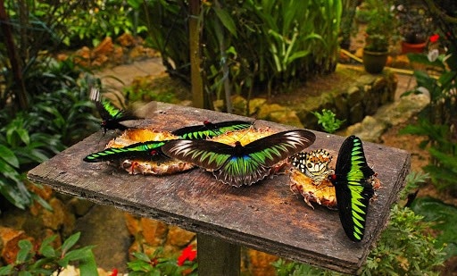 Cameron Highlands Butterfly Farm