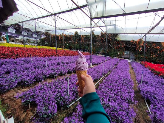 Cameron Highlands Lavendar Garden