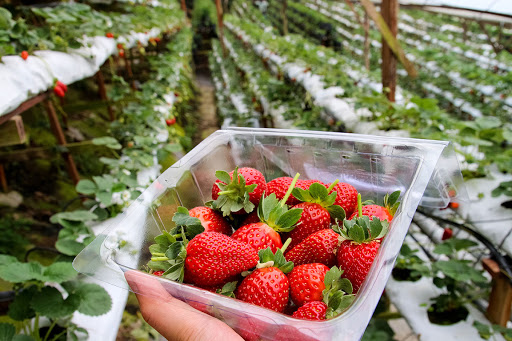 Cameron Highlands Strawberry Farm