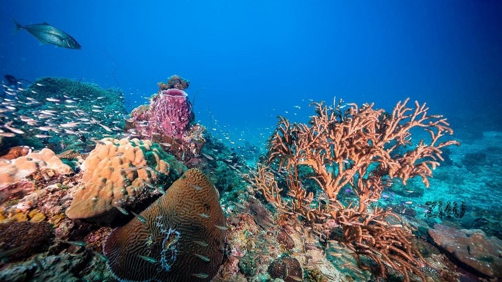 Diving in Lang Tengah