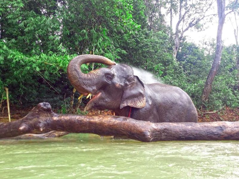 Elephant Bathing at KECV