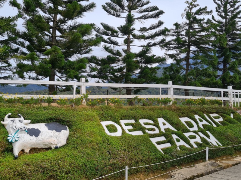 Photo stop at Desa Cattle Dairy Farm