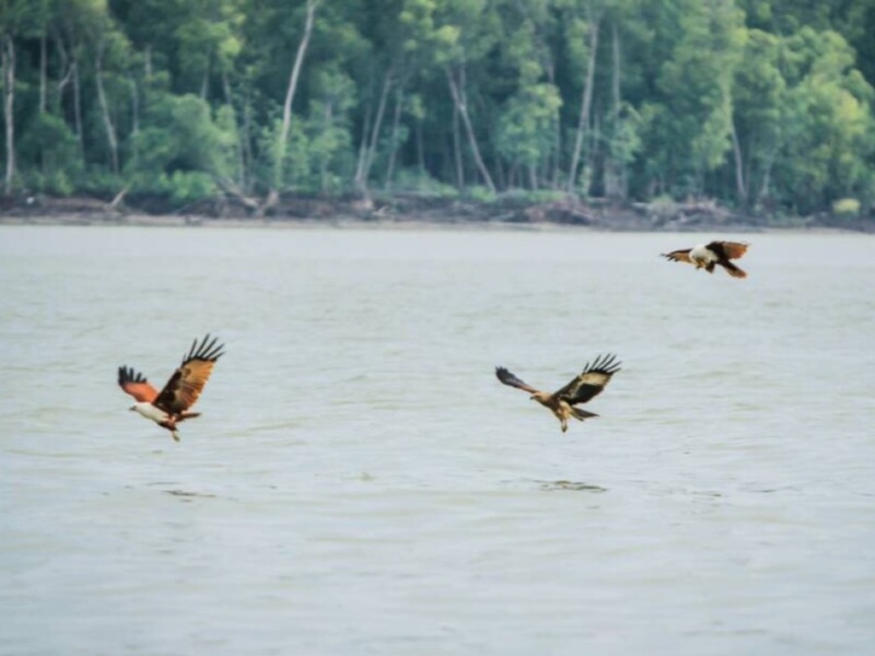 Eagle watching