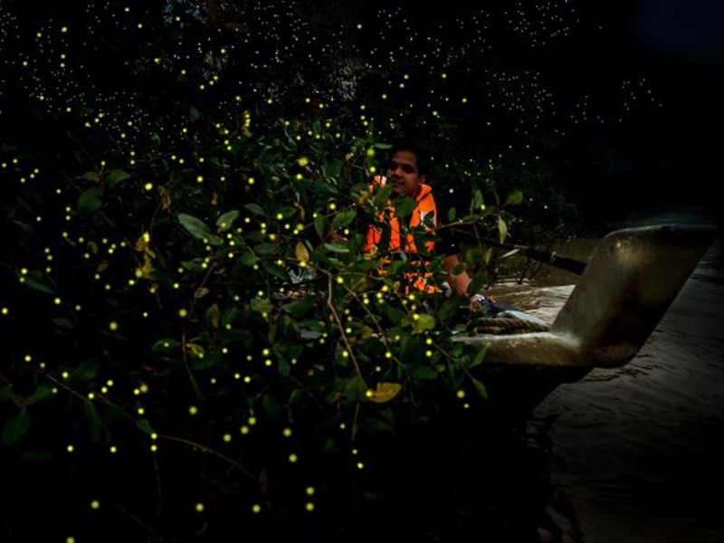 Night river fireflies tour