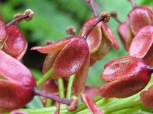 Gunung Arong Recreational Forest flora