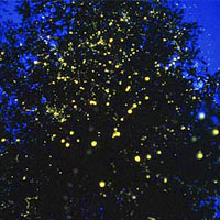 Kampung Kuantan fireflies