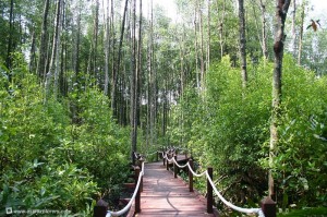 Matang Mangrove Forest Reserve