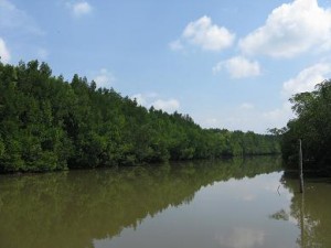 Matang Mangrove Forest Reserve River