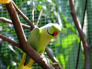 Negeri Sembilan Mini Bird Park