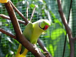 Negeri Sembilan Mini Bird Park
