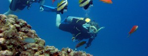 Bunga Raya Island Resort & Spa diving