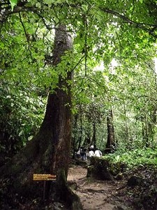 Crocker Range Park