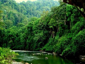 Danum Valley Conservation Area river