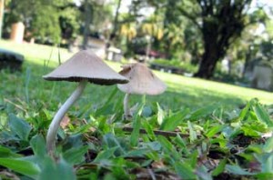 Putrajaya Wetland Park