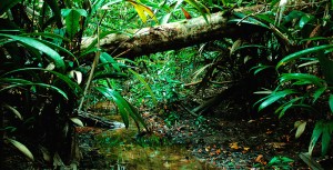 Ulu Serting Recreational Park rainforest