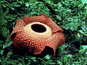 rafflesia flower in Crocker Range Park