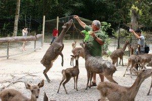 KL Deer Park feeding