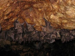 Kawang Forest Centre bat cave