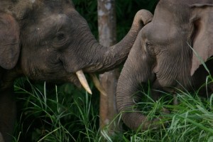 Kinabatangan River elephants