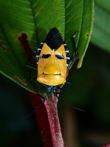 Kipandi Butterfly Park insect museum