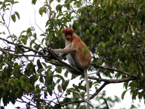 Klias river monkey