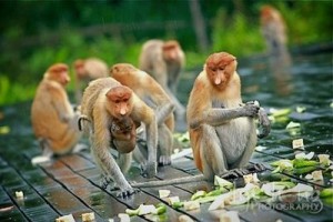 Labuk Bay Proboscis Monkey Sanctuary