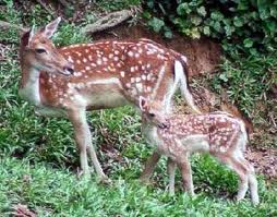 Lake Gardens Park deers