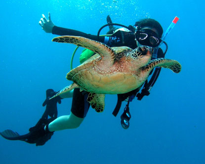 Layang-Layang Island diving