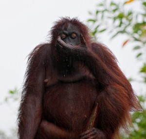 Lok Kawi Wildlife Park orang utan