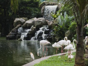 The KL Bird Park