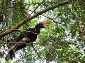 The KL Bird Park hornbill
