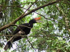 The KL Bird Park hornbill