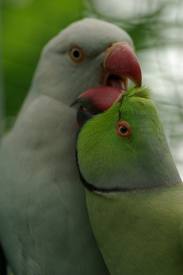 The KL Bird Park lovebirds