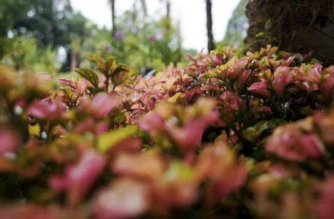 kuala lumpur orchid garden