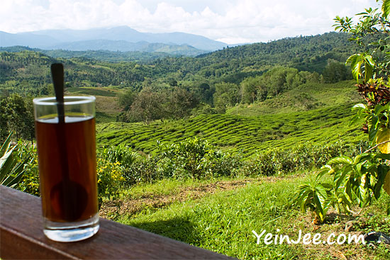 Sabah Tea Garden