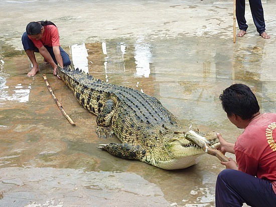 Sandakan Crocodile Farm The Untamed Tamed Holidaygogogo