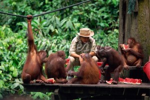 Sepilok Orang Utan Sanctuary