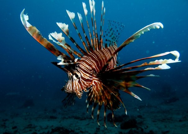 Sipadan Island scuba diving