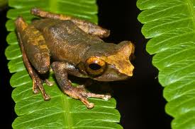 Tawau Hills Park frog