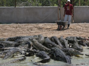 Tuaran Crocodile Farm